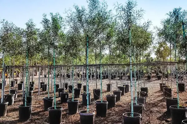 Reforestación en Piura